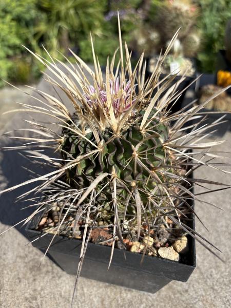 Stenocactus multicostatus